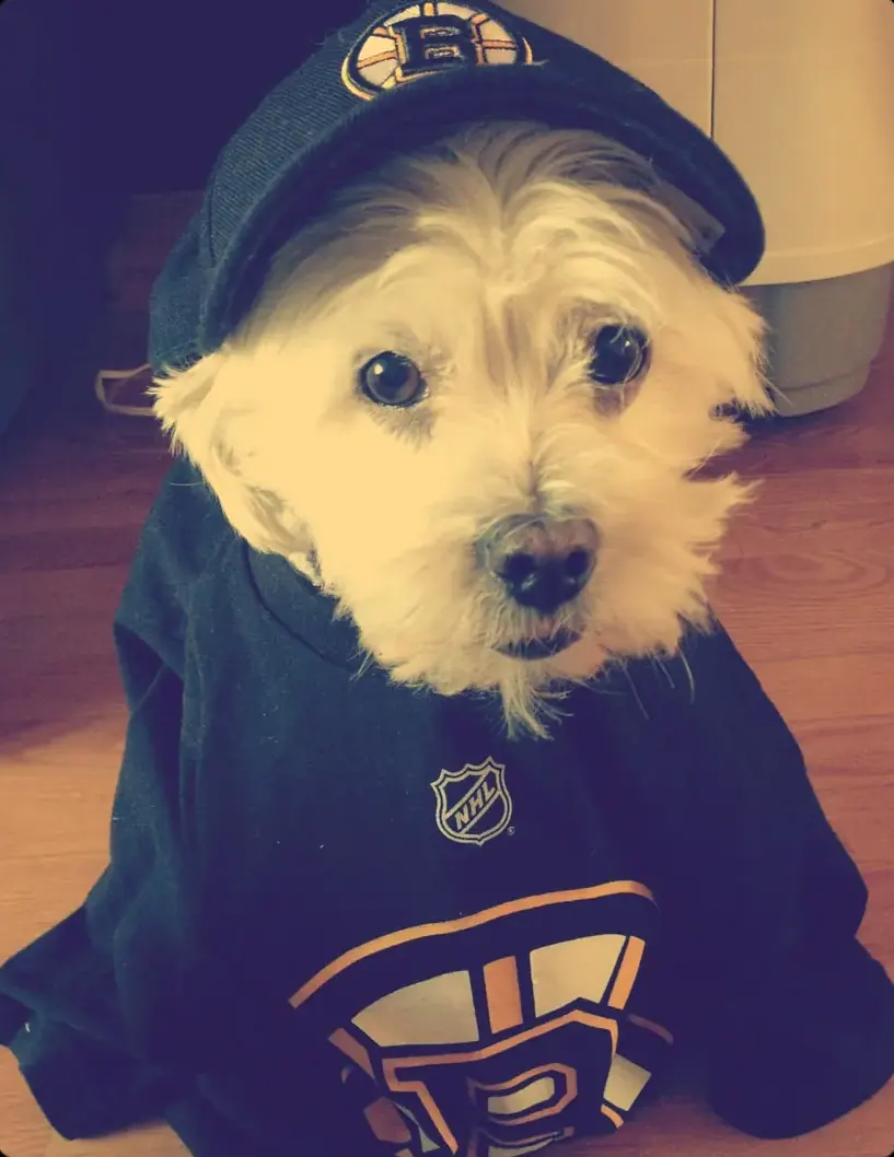 bruins fans